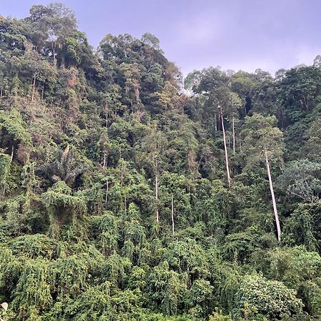 Ridho'S Homestay & Jungle Trekking 부킷 라왕 외부 사진