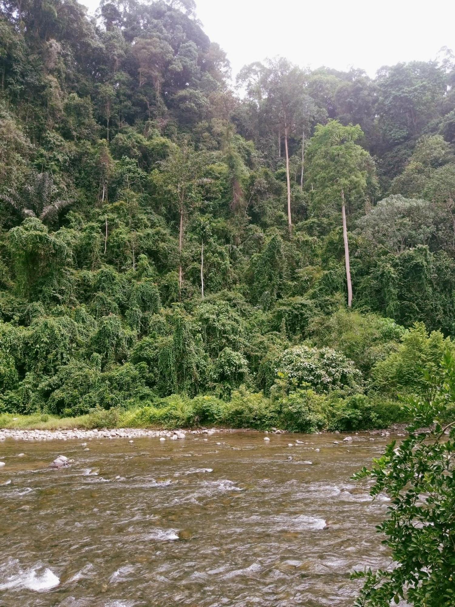 Ridho'S Homestay & Jungle Trekking 부킷 라왕 외부 사진