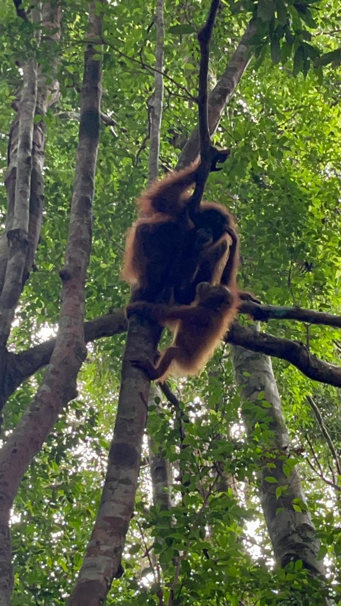 Ridho'S Homestay & Jungle Trekking 부킷 라왕 외부 사진