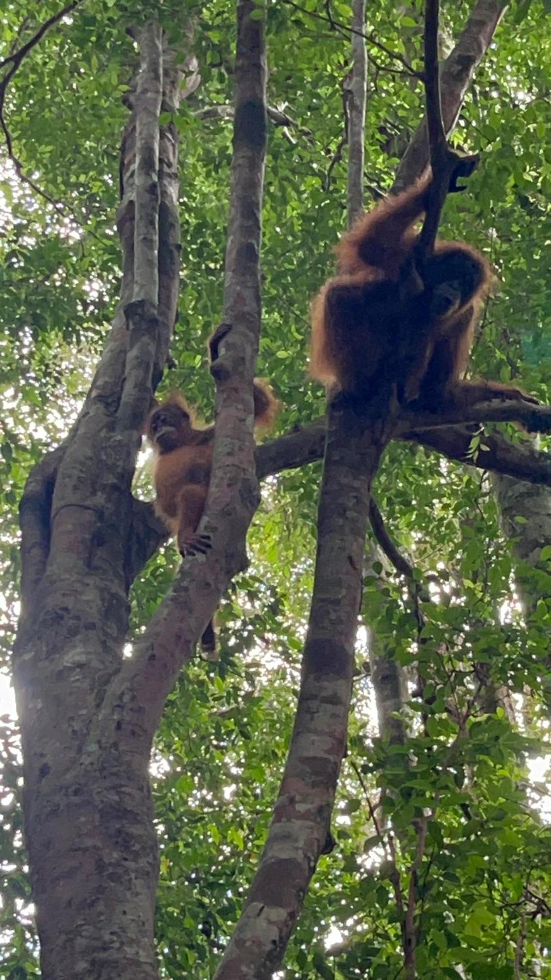 Ridho'S Homestay & Jungle Trekking 부킷 라왕 외부 사진