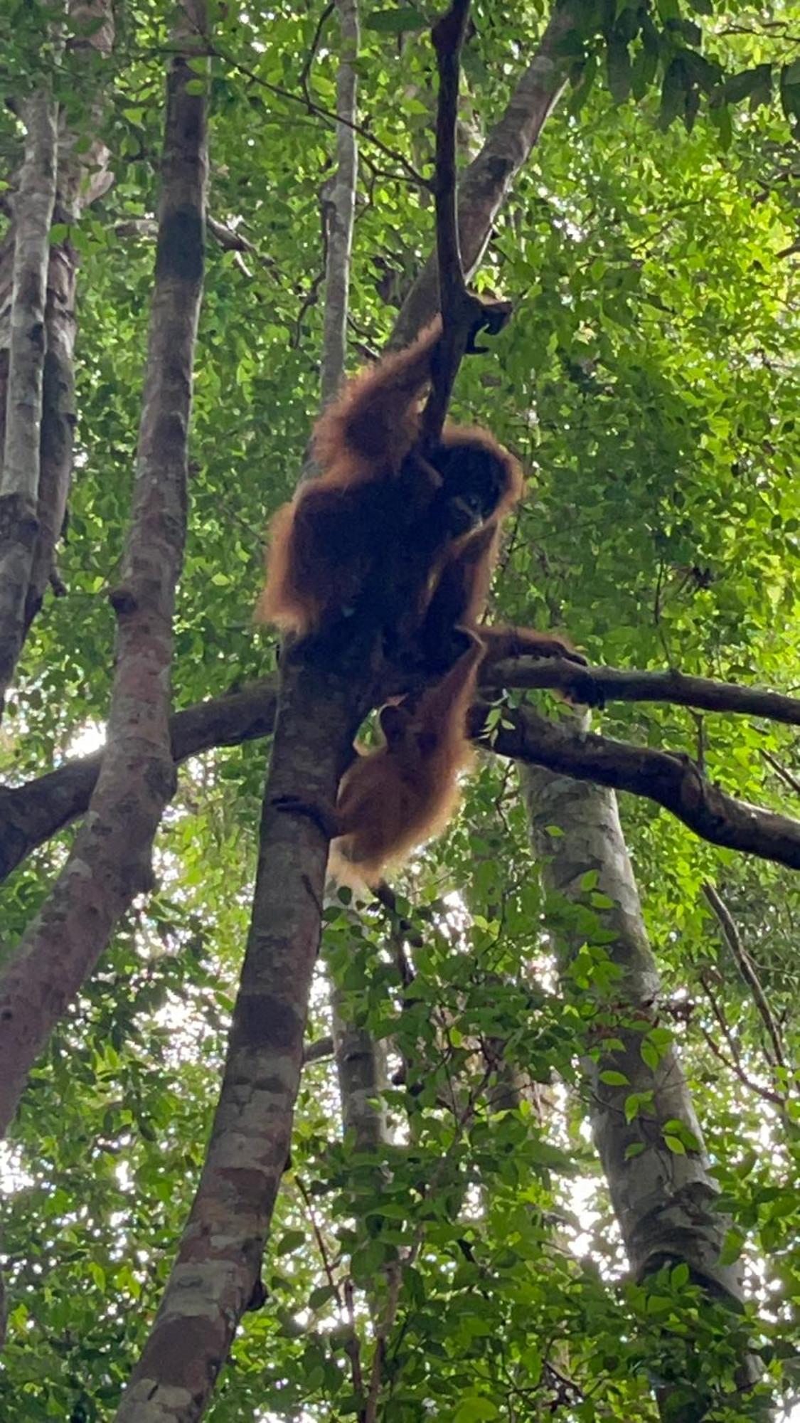 Ridho'S Homestay & Jungle Trekking 부킷 라왕 외부 사진