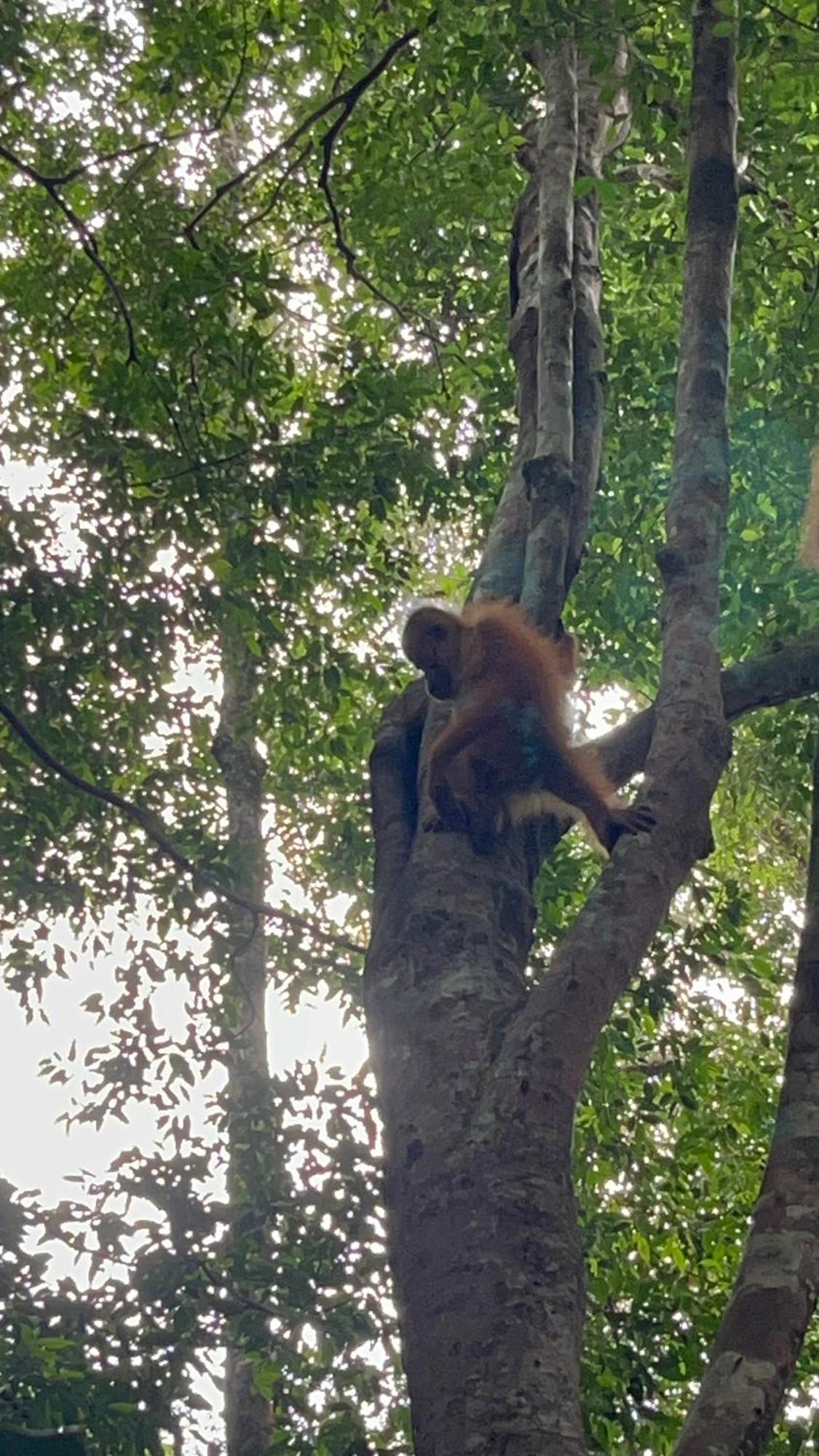 Ridho'S Homestay & Jungle Trekking 부킷 라왕 외부 사진