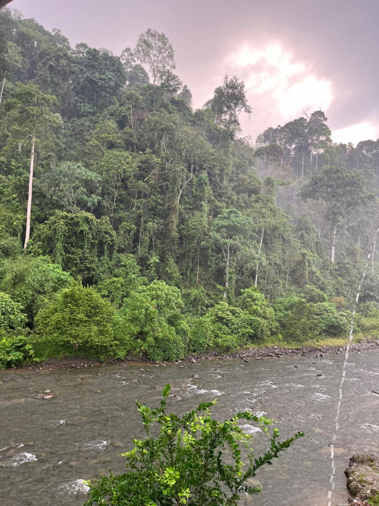 Ridho'S Homestay & Jungle Trekking 부킷 라왕 외부 사진