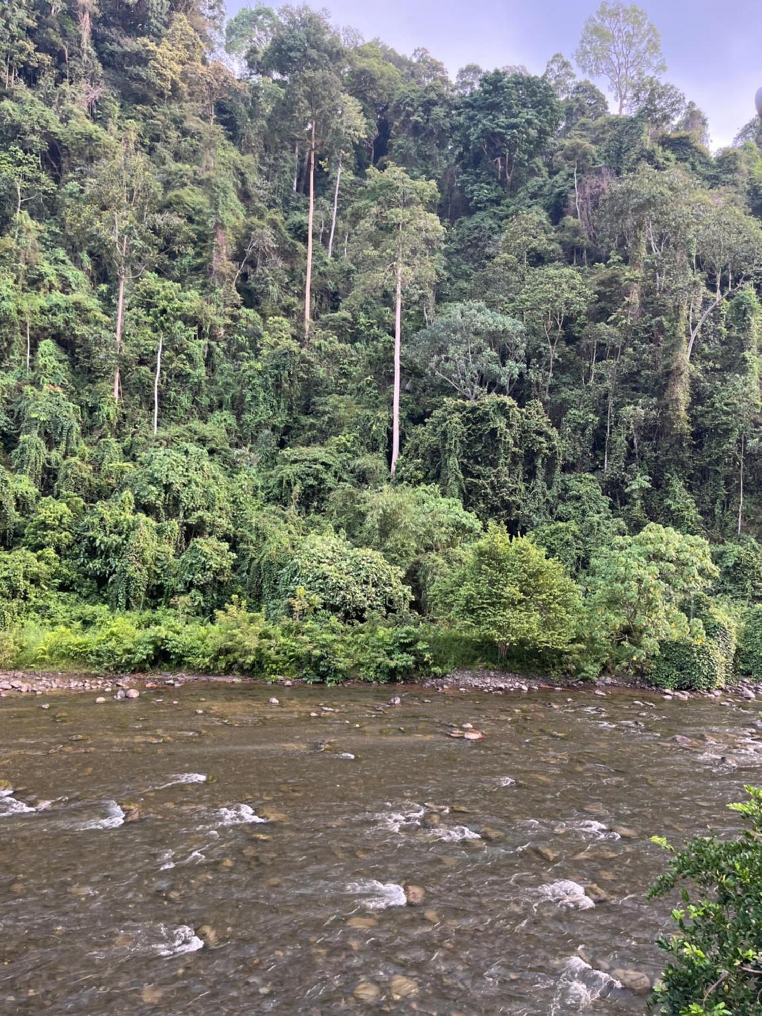 Ridho'S Homestay & Jungle Trekking 부킷 라왕 객실 사진