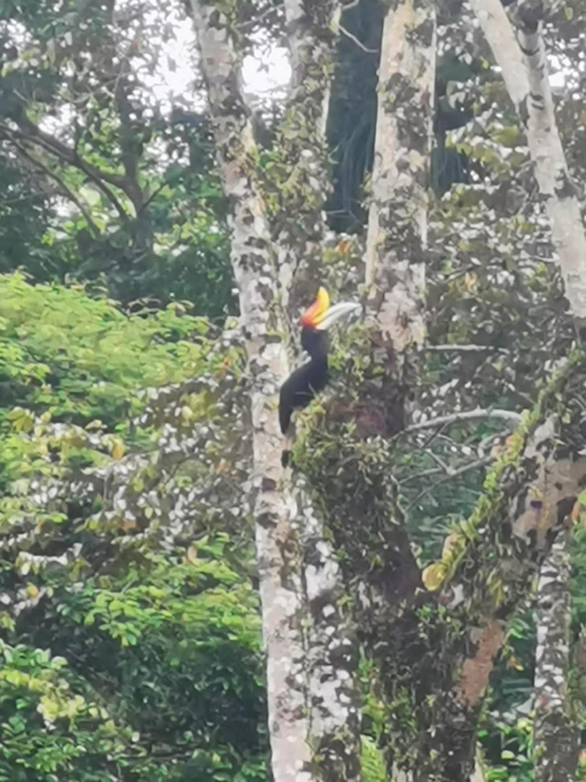 Ridho'S Homestay & Jungle Trekking 부킷 라왕 외부 사진