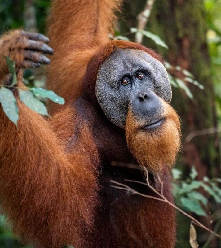 Ridho'S Homestay & Jungle Trekking 부킷 라왕 외부 사진